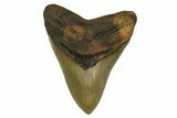 Serrated, Fossil Megalodon Tooth - North Carolina #299405-1